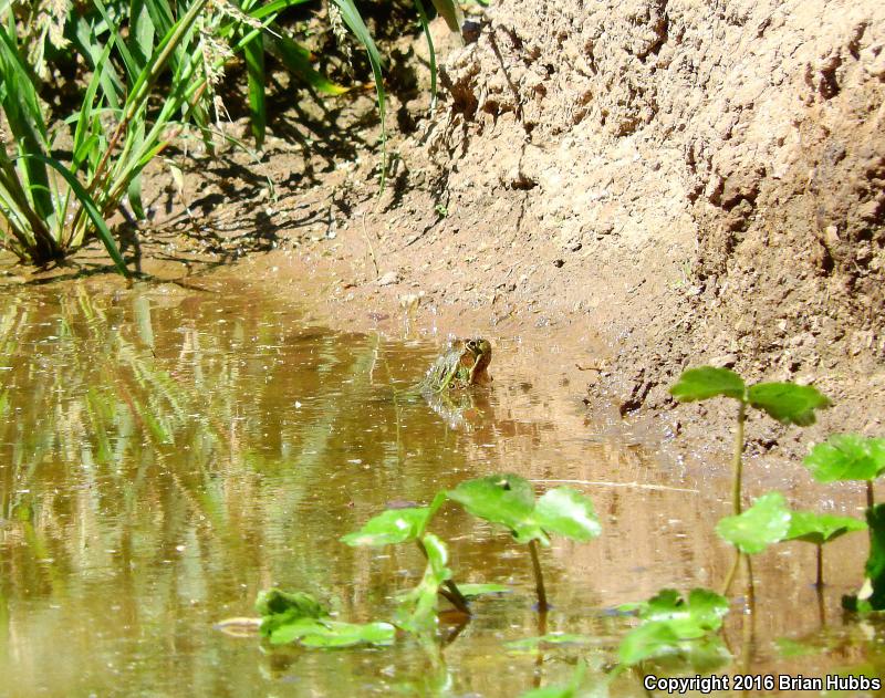 Chiricahua Leopard Frog (Lithobates chiricahuensis)