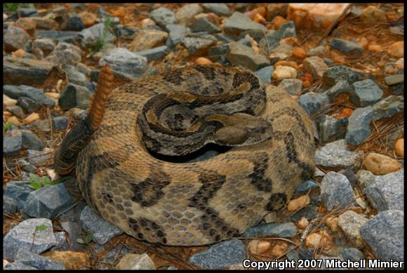 Timber Rattlesnake (Crotalus horridus)