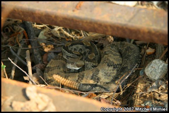 Timber Rattlesnake (Crotalus horridus)