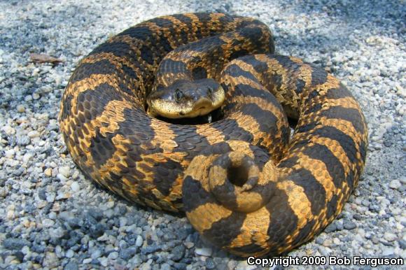 Eastern Hog-nosed Snake (Heterodon platirhinos)