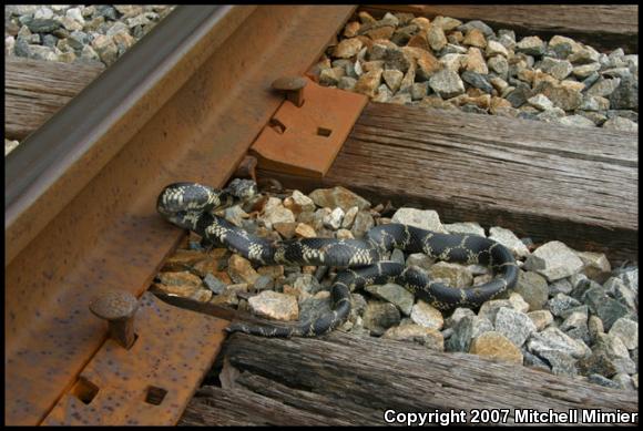 Eastern Kingsnake (Lampropeltis getula getula)