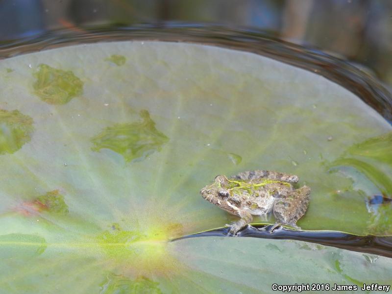 Florida Cricket Frog (Acris gryllus dorsalis)