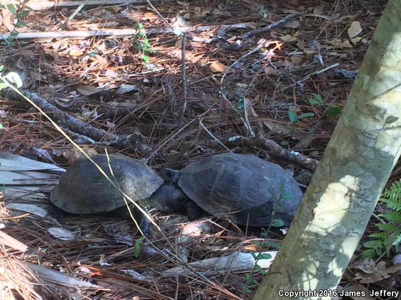 Gulf Coast Box Turtle (Terrapene carolina major)