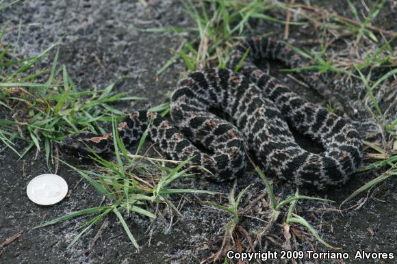 Dusky Pigmy Rattlesnake (Sistrurus miliarius barbouri)