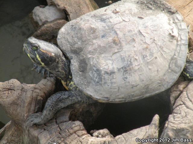 Red-eared Slider (Trachemys scripta elegans)