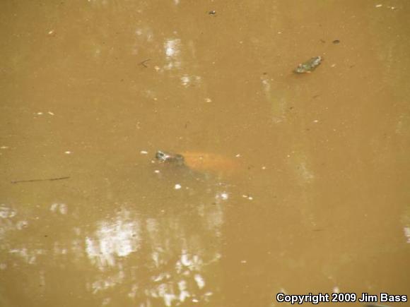 Red-eared Slider (Trachemys scripta elegans)