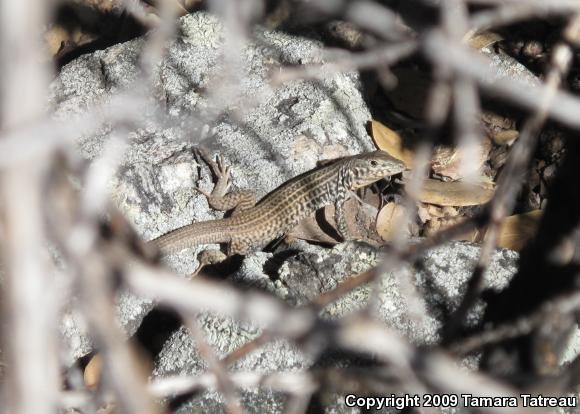 Western Whiptail (Aspidoscelis tigris)