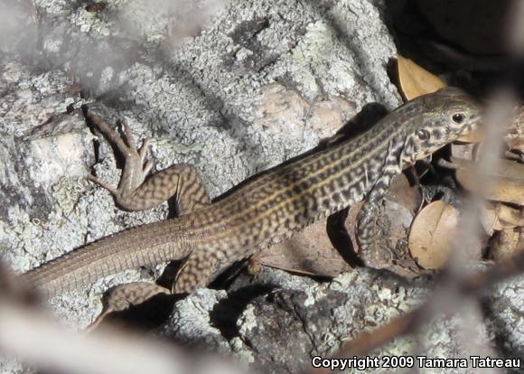 Western Whiptail (Aspidoscelis tigris)