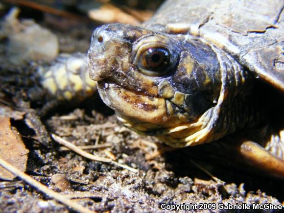 Florida Box Turtle (Terrapene carolina bauri)