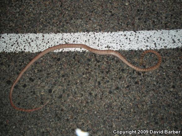 Red Racer (Coluber flagellum piceus)