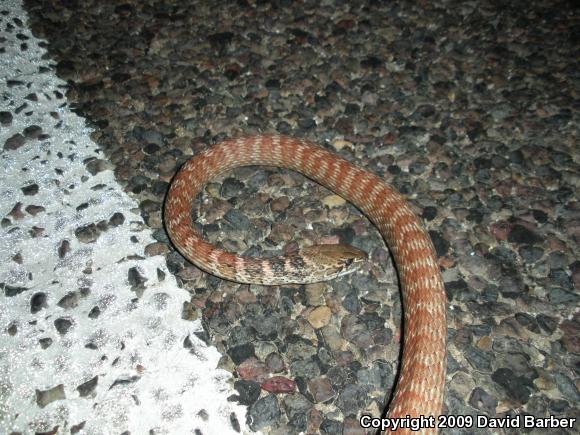 Red Racer (Coluber flagellum piceus)