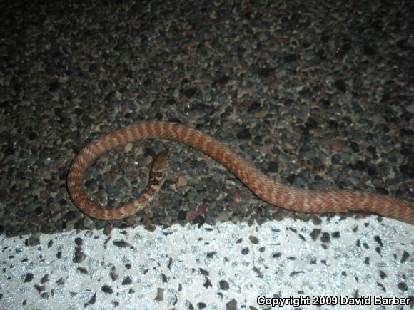 Red Racer (Coluber flagellum piceus)