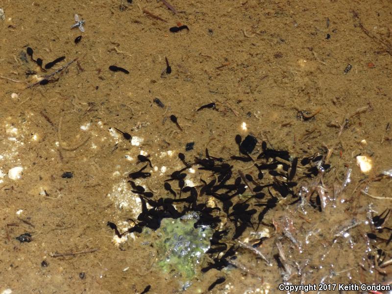 Yosemite Toad (Anaxyrus canorus)