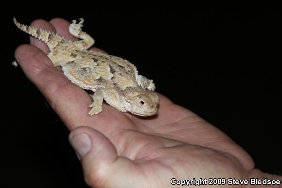 Southern Desert Horned Lizard (Phrynosoma platyrhinos calidiarum)