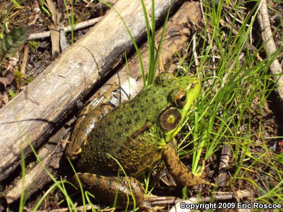 Northern Green Frog (Lithobates clamitans melanota)