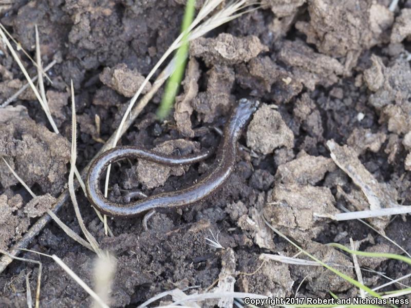 Channel Islands Slender Salamander (Batrachoseps pacificus)