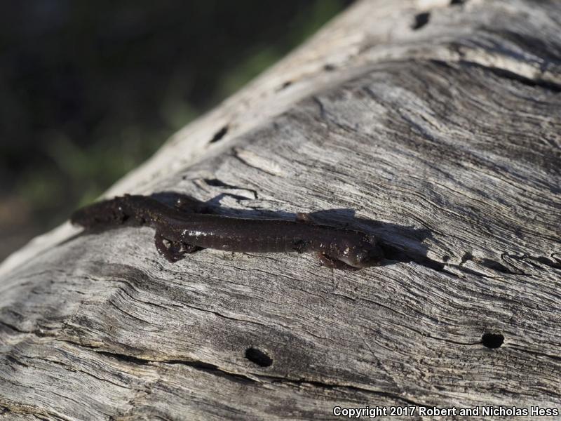 Channel Islands Slender Salamander (Batrachoseps pacificus)