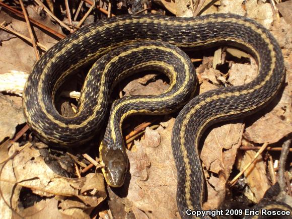 Eastern Gartersnake (Thamnophis sirtalis sirtalis)