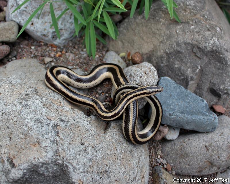 Mexican Rosy Boa (Lichanura trivirgata trivirgata)