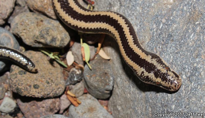 Mexican Rosy Boa (Lichanura trivirgata trivirgata)