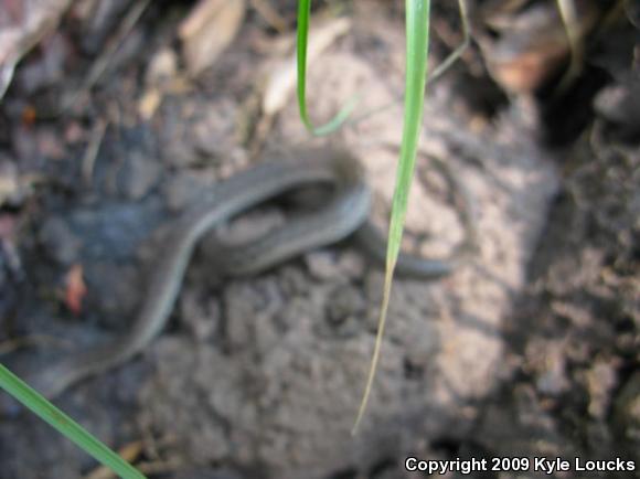 Eastern Gartersnake (Thamnophis sirtalis sirtalis)