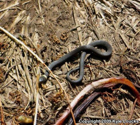 Northern Ring-necked Snake (Diadophis punctatus edwardsii)