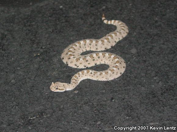 Colorado Desert Sidewinder (Crotalus cerastes laterorepens)