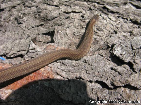 Northern Red-bellied Snake (Storeria occipitomaculata occipitomaculata)