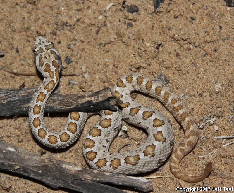 Lower California Rattlesnake (Crotalus enyo enyo)