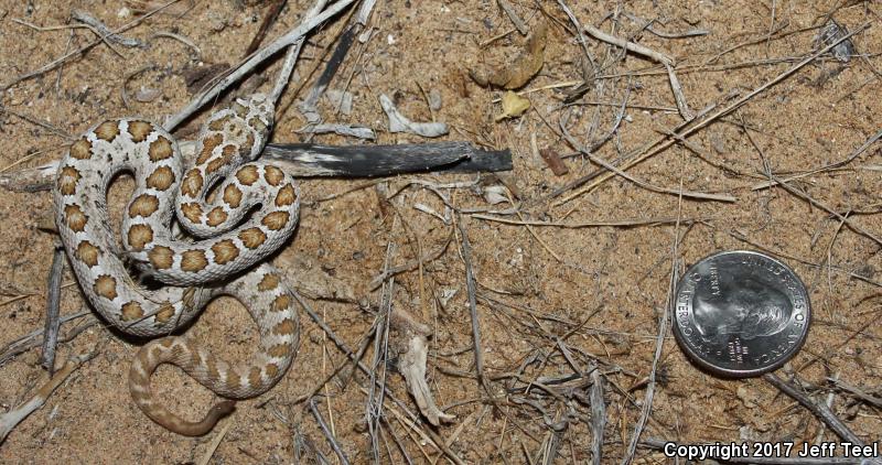 Lower California Rattlesnake (Crotalus enyo enyo)