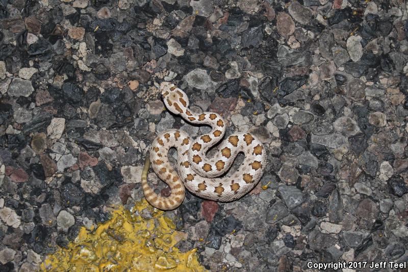 Lower California Rattlesnake (Crotalus enyo enyo)