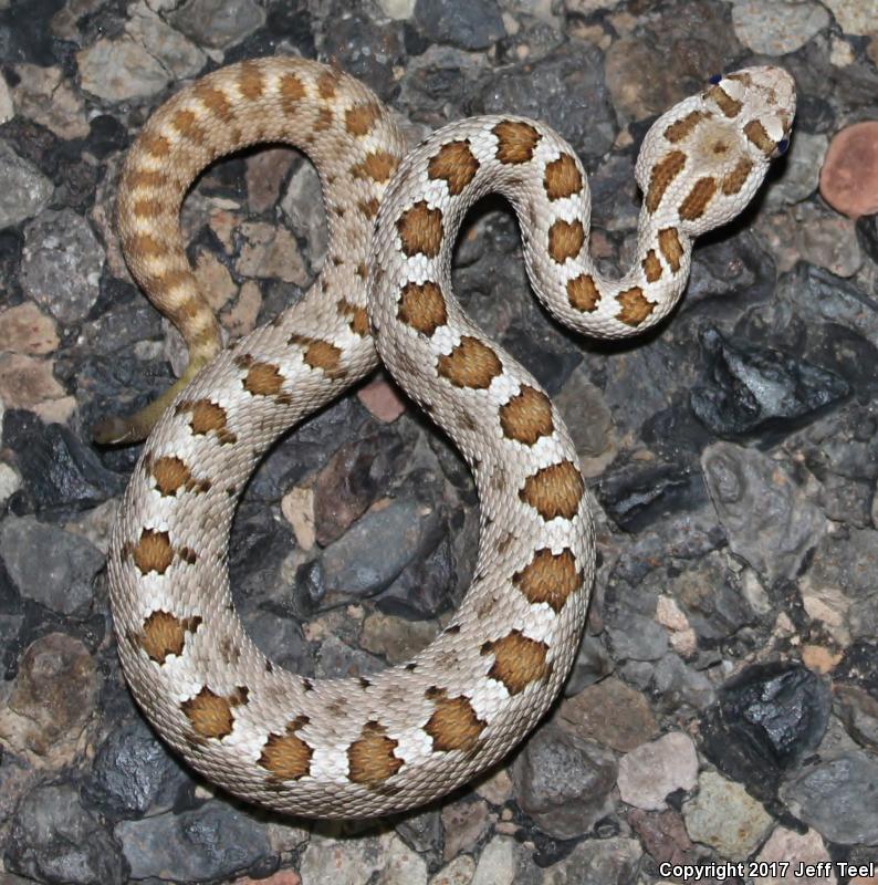 Lower California Rattlesnake (Crotalus enyo enyo)