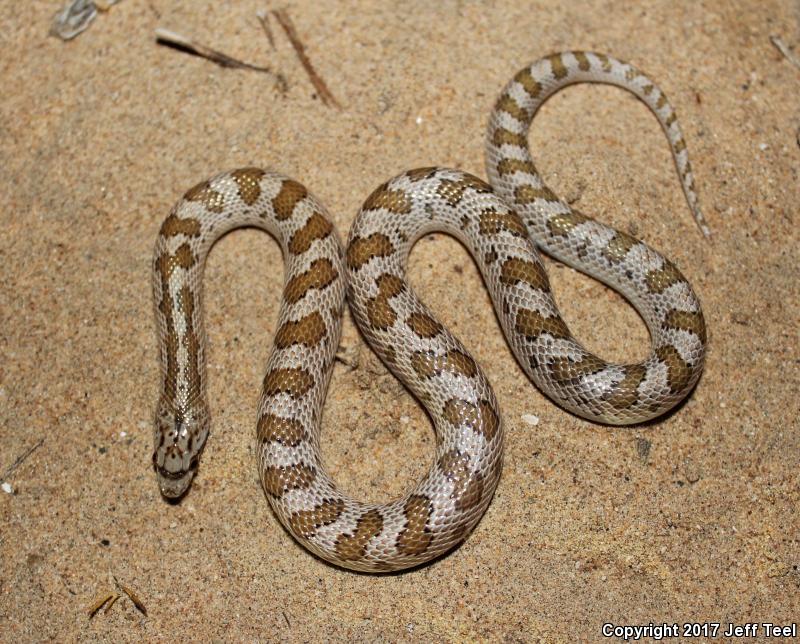 Peninsular Glossy Snake (Arizona pacata)