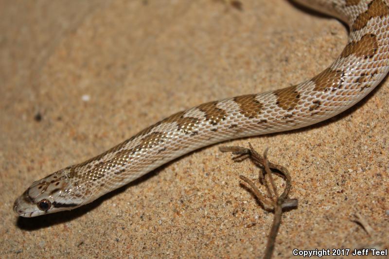 Peninsular Glossy Snake (Arizona pacata)