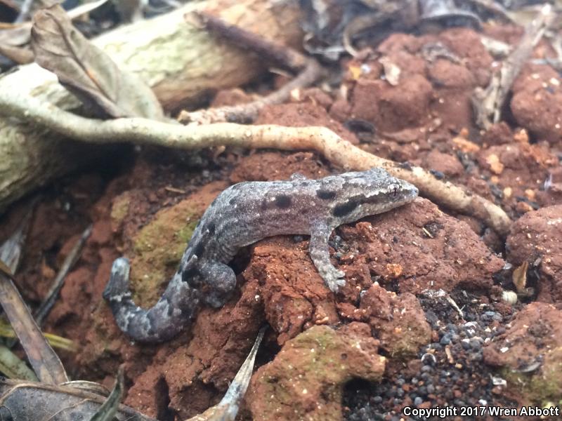 Mourning Gecko (Lepidodactylus lugubris)