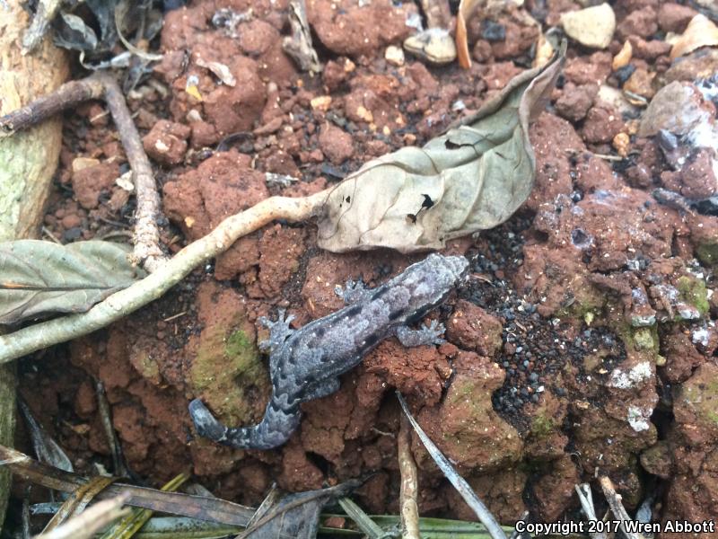 Mourning Gecko (Lepidodactylus lugubris)