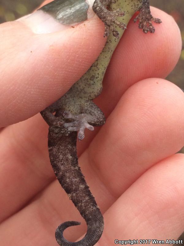 Mourning Gecko (Lepidodactylus lugubris)