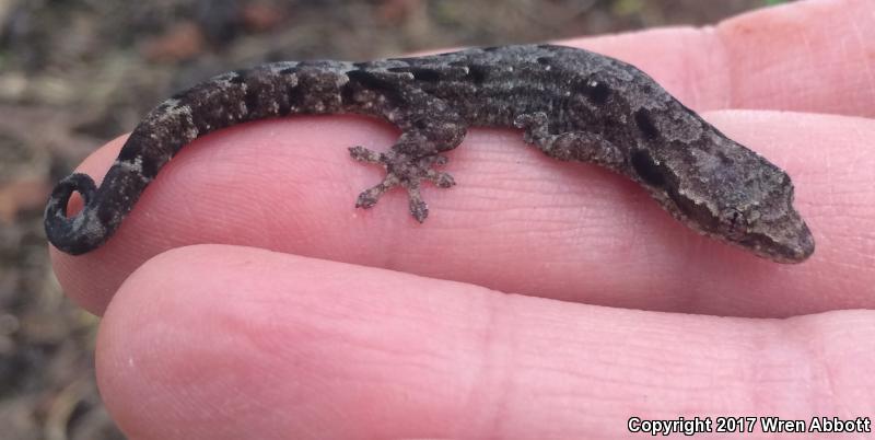 Mourning Gecko (Lepidodactylus lugubris)