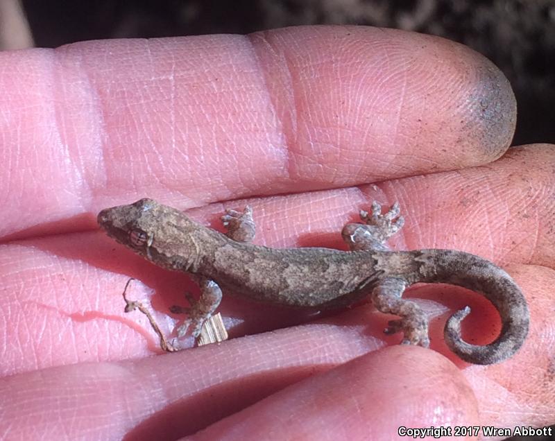 Mourning Gecko (Lepidodactylus lugubris)