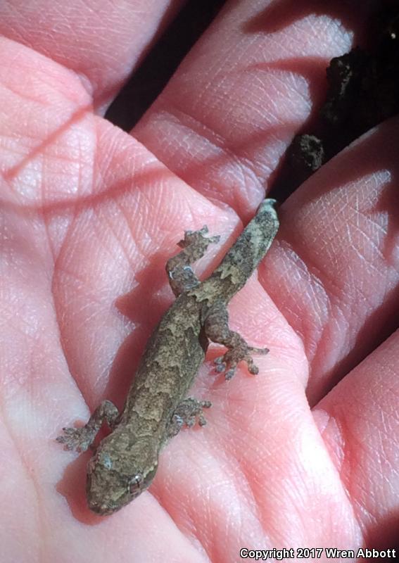 Mourning Gecko (Lepidodactylus lugubris)