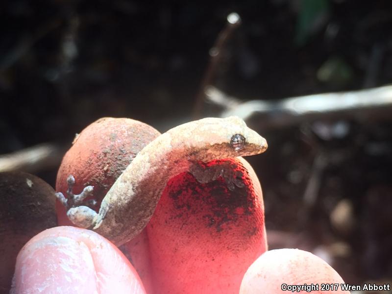 Mourning Gecko (Lepidodactylus lugubris)