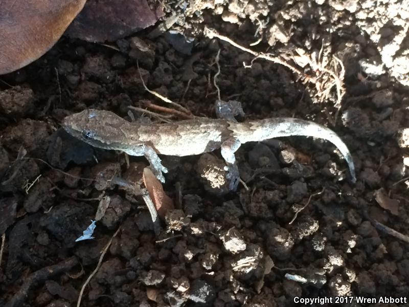 Mourning Gecko (Lepidodactylus lugubris)