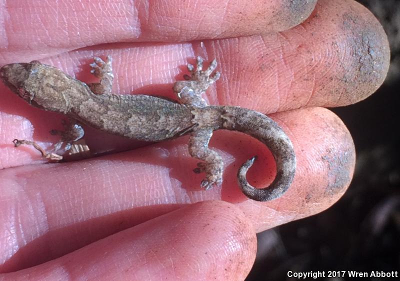 Mourning Gecko (Lepidodactylus lugubris)