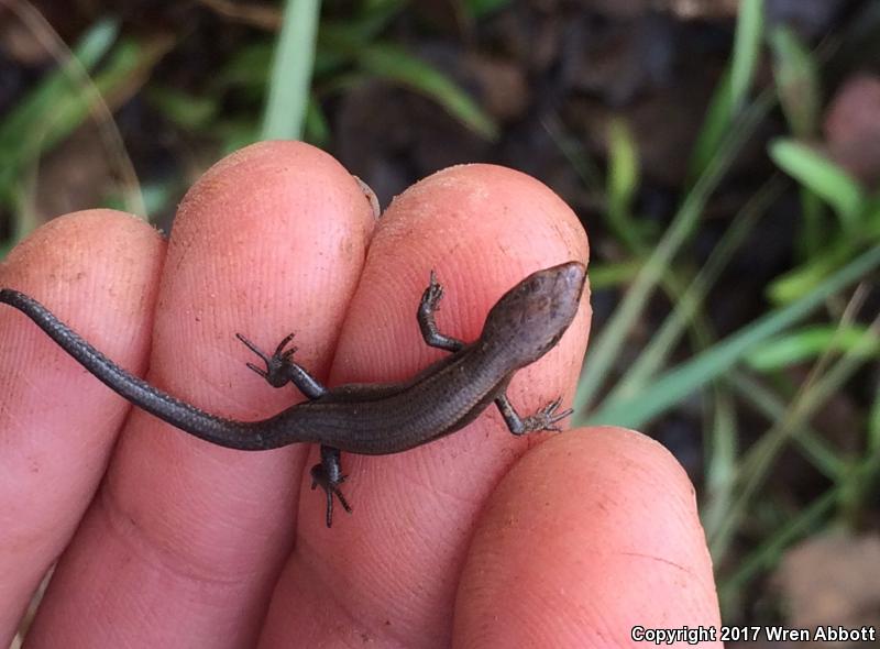 Plague Skink (Lampropholis delicata)