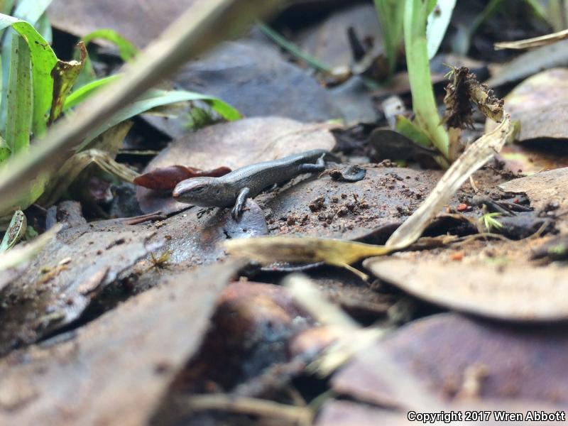 Plague Skink (Lampropholis delicata)