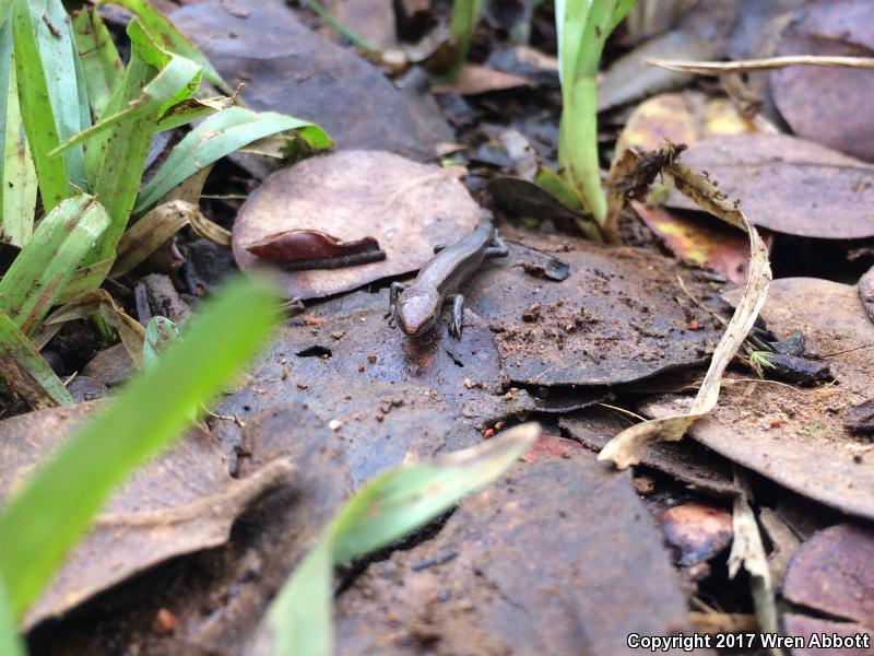 Plague Skink (Lampropholis delicata)