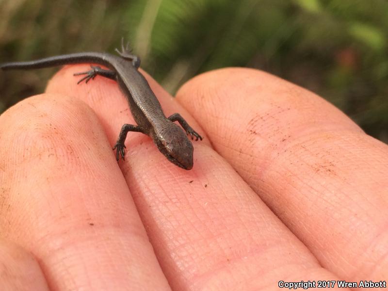 Plague Skink (Lampropholis delicata)