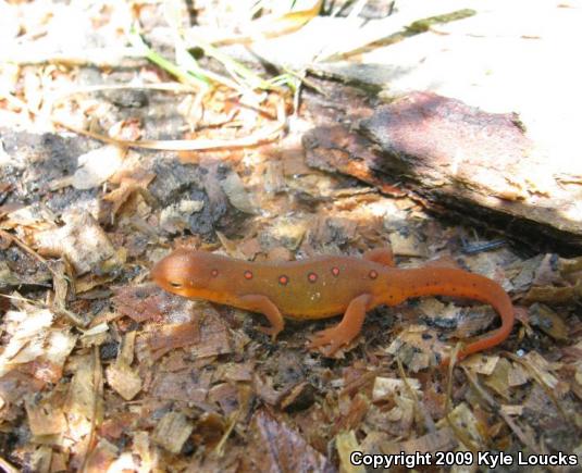 Red-Spotted Newt (Notophthalmus viridescens viridescens)