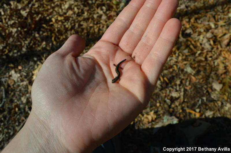 Peaks Of Otter Salamander (Plethodon hubrichti)