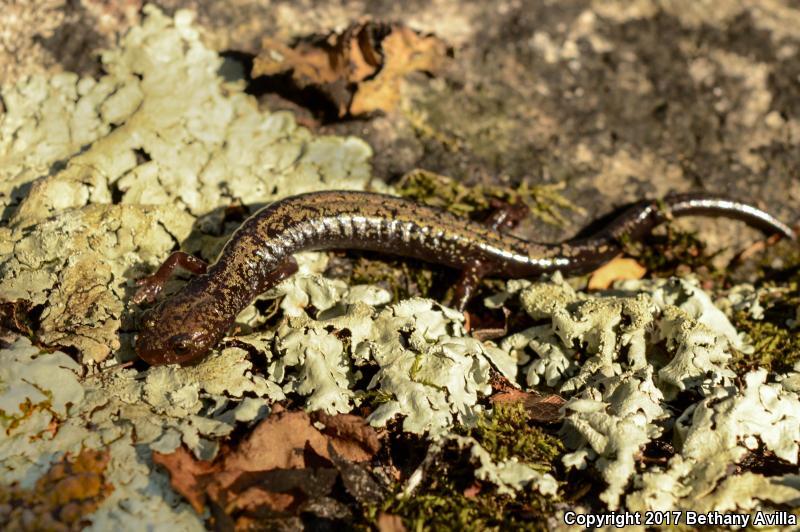 Peaks Of Otter Salamander (Plethodon hubrichti)